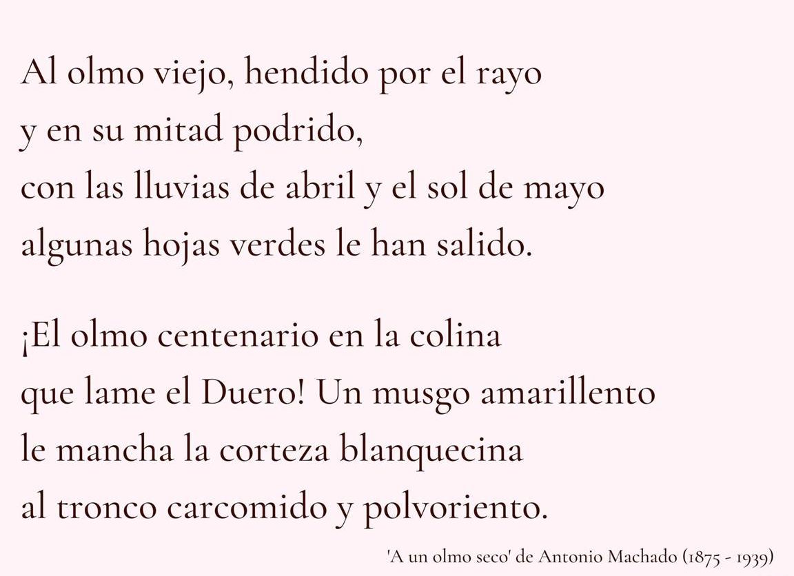 descubre las mejores frases cortas de rosalia de castro en gallego una dosis de poesia para tu alma