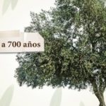 descubre las mejores frases sobre el olivo y su simbolismo