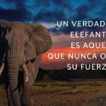 las mejores frases sobre elefantes descubre la sabiduria y majestuosidad de estos gigantes