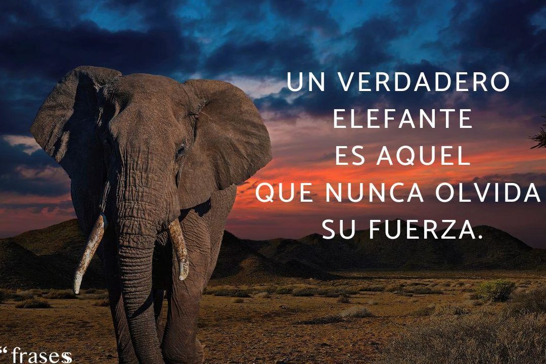 las mejores frases sobre elefantes descubre la sabiduria y majestuosidad de estos gigantes