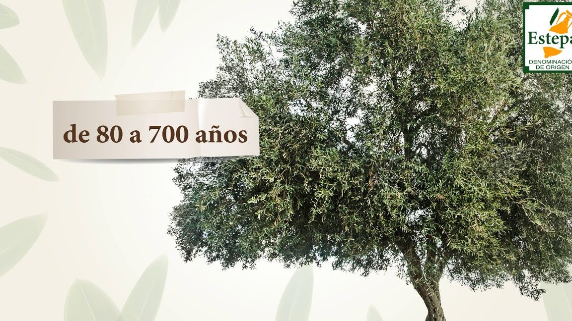 descubre las mejores frases sobre el olivo y su simbolismo