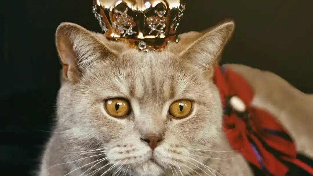 40 frases de gaturro divertidas y tiernas expresiones del famoso gato