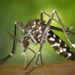 48 frases para prevenir el dengue y chikungunya protege tu salud con consejos clave