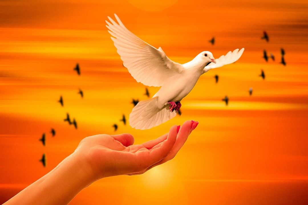 49 frases cortas de paz y amor un mensaje inspirador para encontrar armonia en tu vida