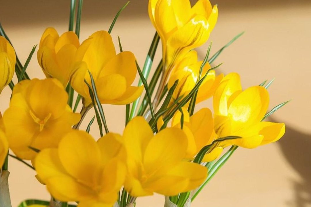 49 frases inspiradoras sobre flores amarillas descubre su significado y belleza