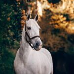 41 frases motivadoras sobre caballos encuentra inspiracion y conexion con estos magnificos animales