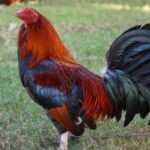 30 frases cortas de galleros inspiracion y sabiduria del mundo de las peleas de gallos